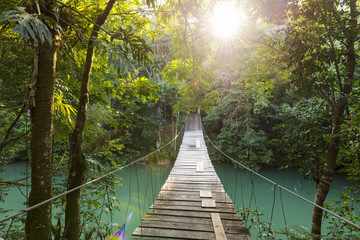 Fotoroleta tropikalny las woda most dżungla