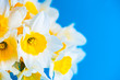 Bright yellow spring daffodiles flowers on turquoise background. Copy space.