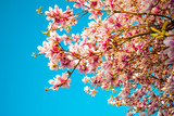 Fototapeta  - Blue sky with magnolia blossom