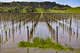 Field of grape vines are under water