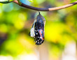 Monarch Butterfly Emerging From Chrysalis