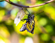 Newly Hatched Monarch Butterfly Drying Its Wings