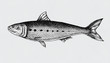 Hand drawn sardine fish