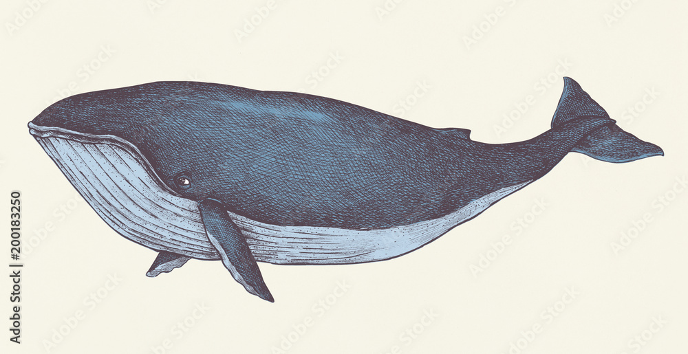 Hand drawn blue whale retro style Stock Illustration | Adobe Stock