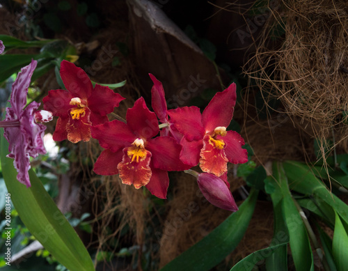 Plakat Zaskakująco piękne czerwone orchidee.