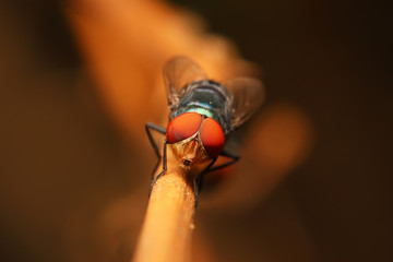 Wall Mural - Flies with red eyes