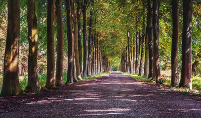 Lane of trees in a forest in the Netherlands