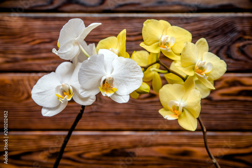 Plakat Białe i żółte orchidee na brown tle
