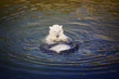 Polar bear cub playing on the water. Zoo life