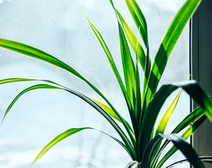 leaves of home plant on the window