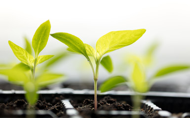 A small green sprout in the ground