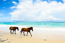 Wild Horses In A Beach In Mexico