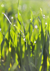 Wall Mural - closeup on leaf of young wheat covered by dew 