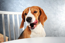 Beagle Dog After Tasty Dinner