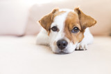 Fototapeta Pokój dzieciecy - portrait of a cute small dog lying on the sofa and looking at the camera. Feeling tired or bored. Pets indoors, home, lifestyle.