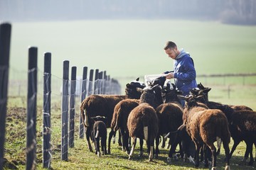 Sunny morning on the rural farm