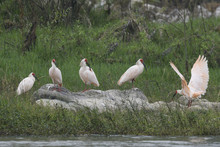 Several Crested Ibis Sitting By Stream