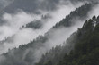 © WWC - Misty mountain forest landscape