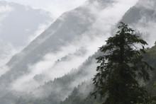 Misty Mountain Forest Landscape