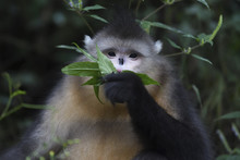 Yunnan Or Black Snub-nosed Monkey Eating Leaves