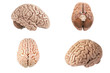 © Teeradej - Artificial human brain model in different view