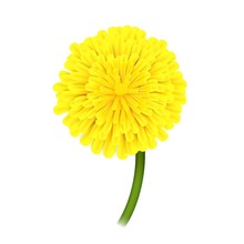 Dandelion On Stem, Closeup Isolated. Large Yellow Flower On Green Stem. Vector Illustration