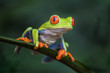 Red-eyed Tree Frog - Agalychnis callidryas, beautiful colorful from iconic to Central America forests, Costa Rica.