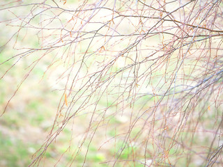  Birch branch background. Betula branches close-up with catkins and swelling buds in the park. Natural beauty of early spring, sunlight. Betulaceae grove, copse