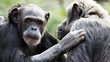 Two chimpanzees having a discussion 