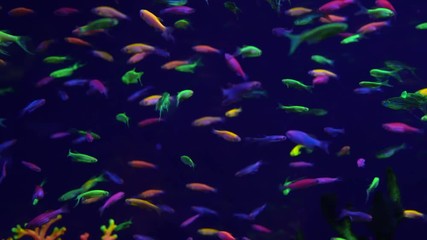 Wall Mural - Lots of small bright neon fish in the aquarium