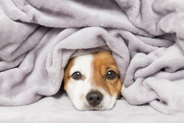 portrait of a cute young small dog looking at the camera with a grey blanket covering him. white bac
