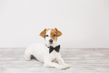 Wall Mural - cute young small white dog wearing a black bowtie. Sitting on the floor and looking at the camera.Home and lifestyle, Pets indoors