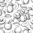 Apricot seamless pattern. Vector drawing. Hand drawn fruit
