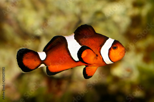 Fotografie, Tablou Clownfish Anemonefish aquarium marine fish Amphiprion ocellaris