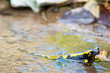 Salamander im Wasser