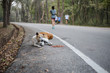 © Songwut Pinyo - Stray dogs lie on the side of the road with food laid around them
