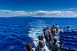 A group of tourists on a whale watching trip in the atlantic ocean. In Sao Miguel, Azores