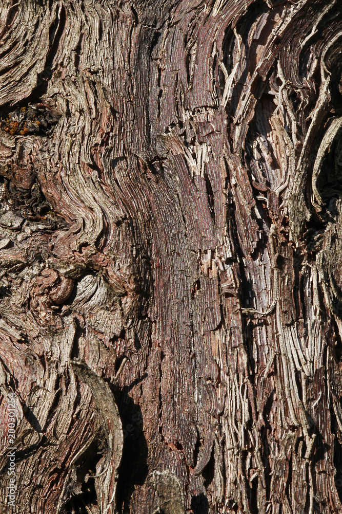 Cep De Vigne Décoratif – Bois Naturel (marron) – Souvenir De Savoie
