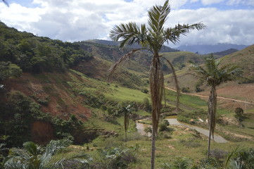 paraíso verde 