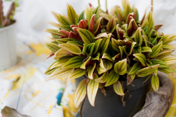 FLOWERS AND PLANTS IN THE FOREGROUND