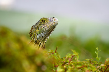 Shades of green, portrait of a juvenile iguana in a green environment
