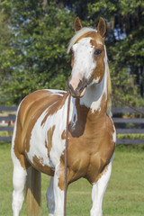 Canvas Print - American Paint Horse gelding head