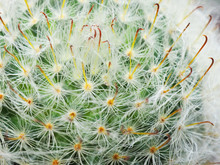 Macro Close Up Side View Perspective Of Fluffy Silky White Fur Hair, Green Round Body, With Yellow Red Bend Hook Spike Mexico Mammillaria Bocasana (Powder Puff Pincushion) Cactus, No Flower Background