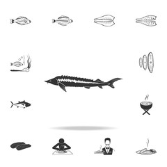 Wall Mural - sturgeon icon. Detailed set of fish illustrations. Premium quality graphic design icon. One of the collection icons for websites, web design, mobile app