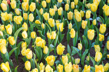 Yellow tulips flower.