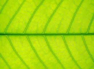 Green leaf texture.