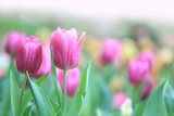 Fototapeta Tulipany - Beautiful pink tulips with green leaf in the garden with blurred many flower as background  of colorful blossom flower in the park in Chiang Rai