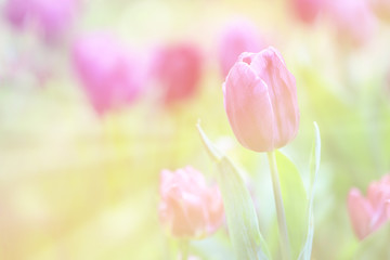 Beautiful pink tulips with green leaf in the garden with blurred many flower as background  of colorful blossom flower in the park in Chiang Rai