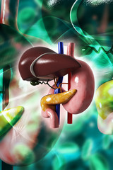 Wall Mural - 3d rendered stomach and liver isolated on a color background