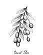 Hand Drawn of Brazil Plums on White Background